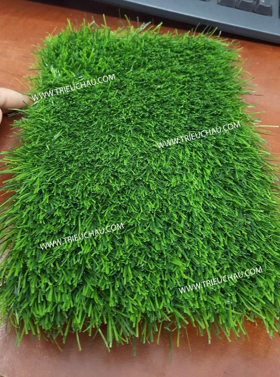 THẢM CỎ SỐ 6 THẢM CỎ SỐ 6