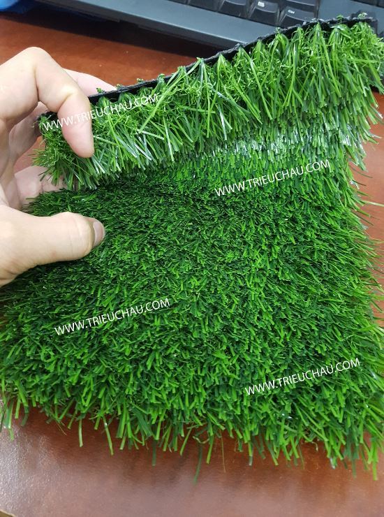 THẢM CỎ SỐ 6 THẢM CỎ SỐ 6