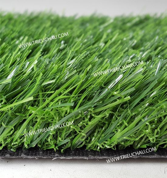 THẢM CỎ SỐ 6 THẢM CỎ SỐ 6